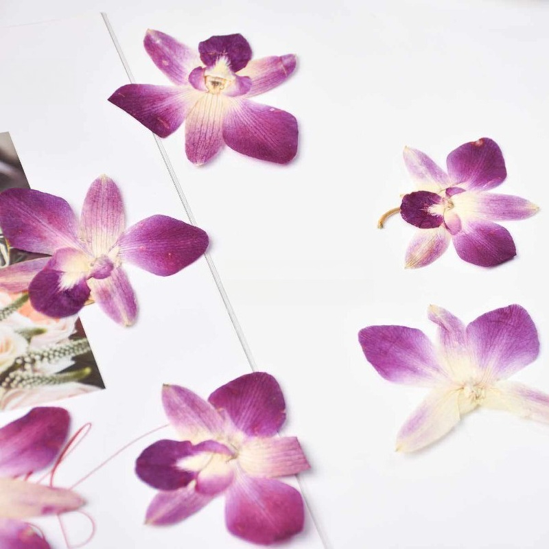 4pcs,Real Pressed Butterfly Or - Art Craft For 3 Year Old review and price